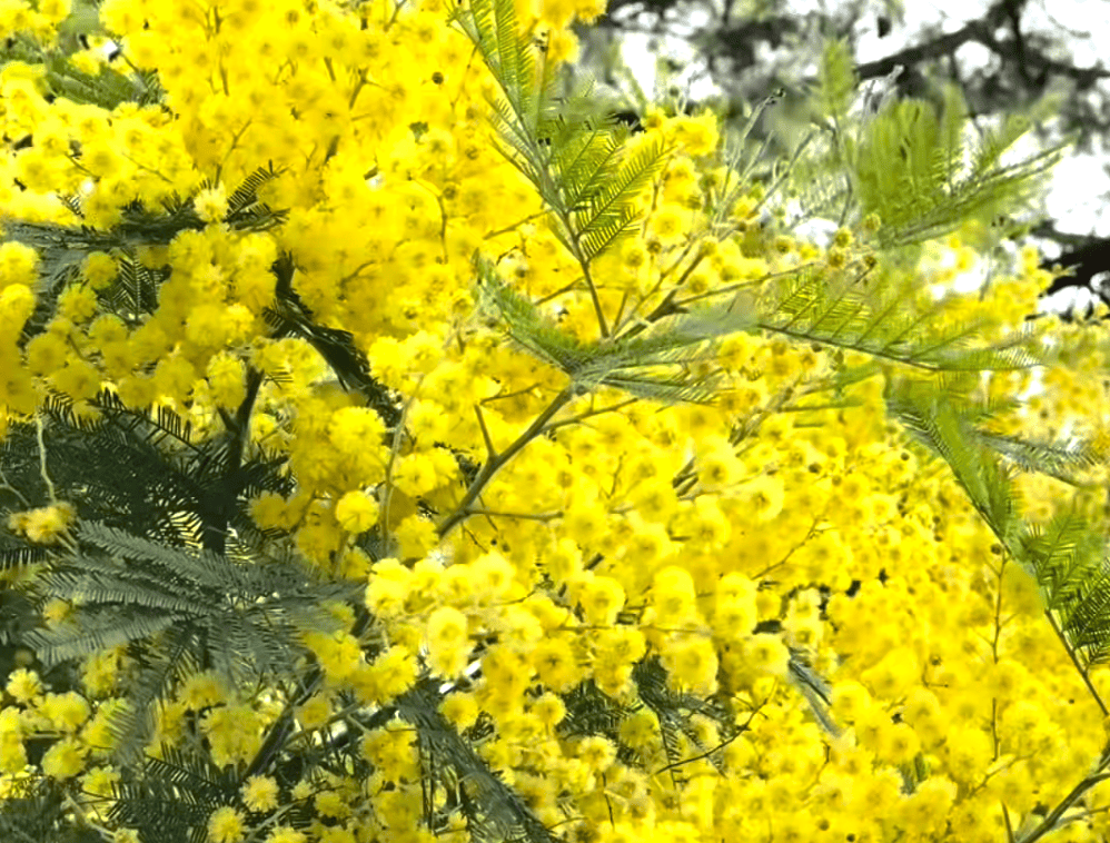 La Maison d'Yvonne - Oléron - Maison d'hôtes - Mimosa - Saint Valentin